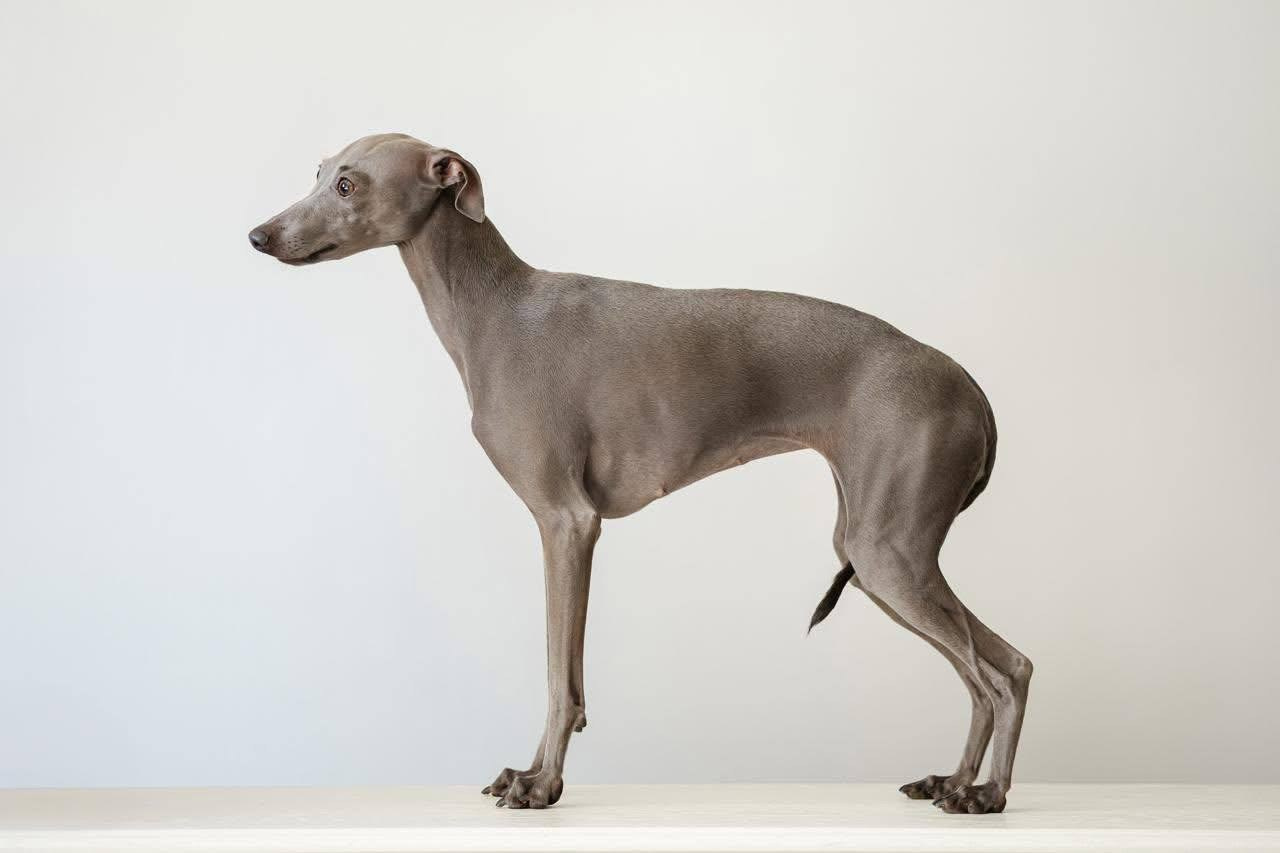 Asti Sapphire Unique Aqva Rosa. Профессиональный питомник левреток РКФ/FCI ASTI SAPPHIRE 💎 Сочи|Санкт-Петербург