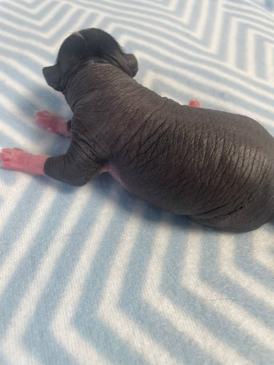 D3 День Рождения