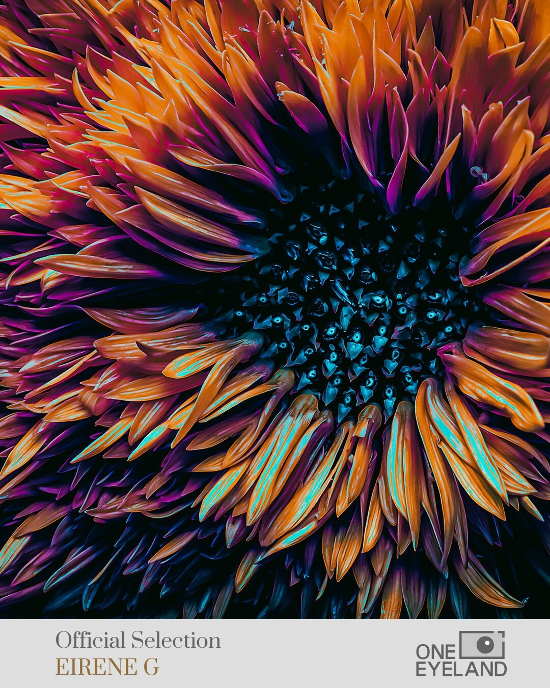 ONEEYELAND GALLERY. Eirene G |  Photoartist | Flowers from my garden