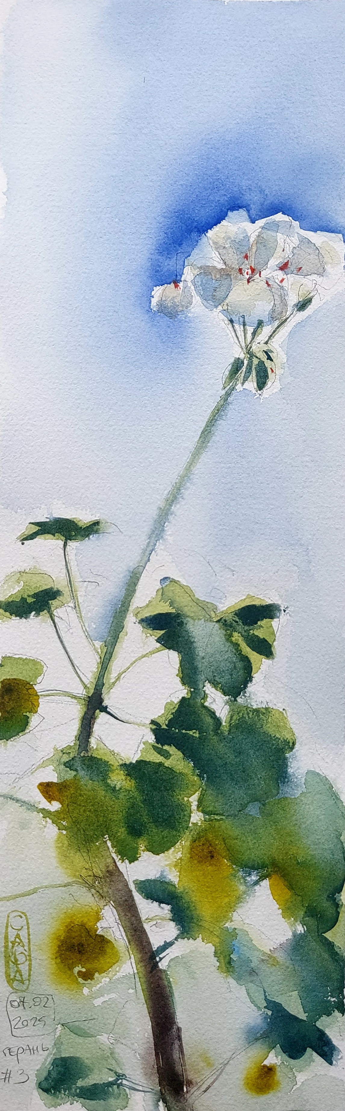 Flowers. Alexander Manaenkov | Watercolor Artist from Siberia