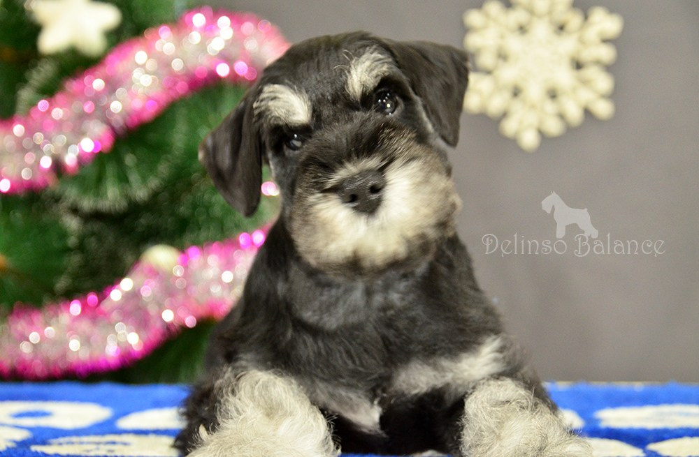 Делинсо Бэлэнс Ямира Лоис💛