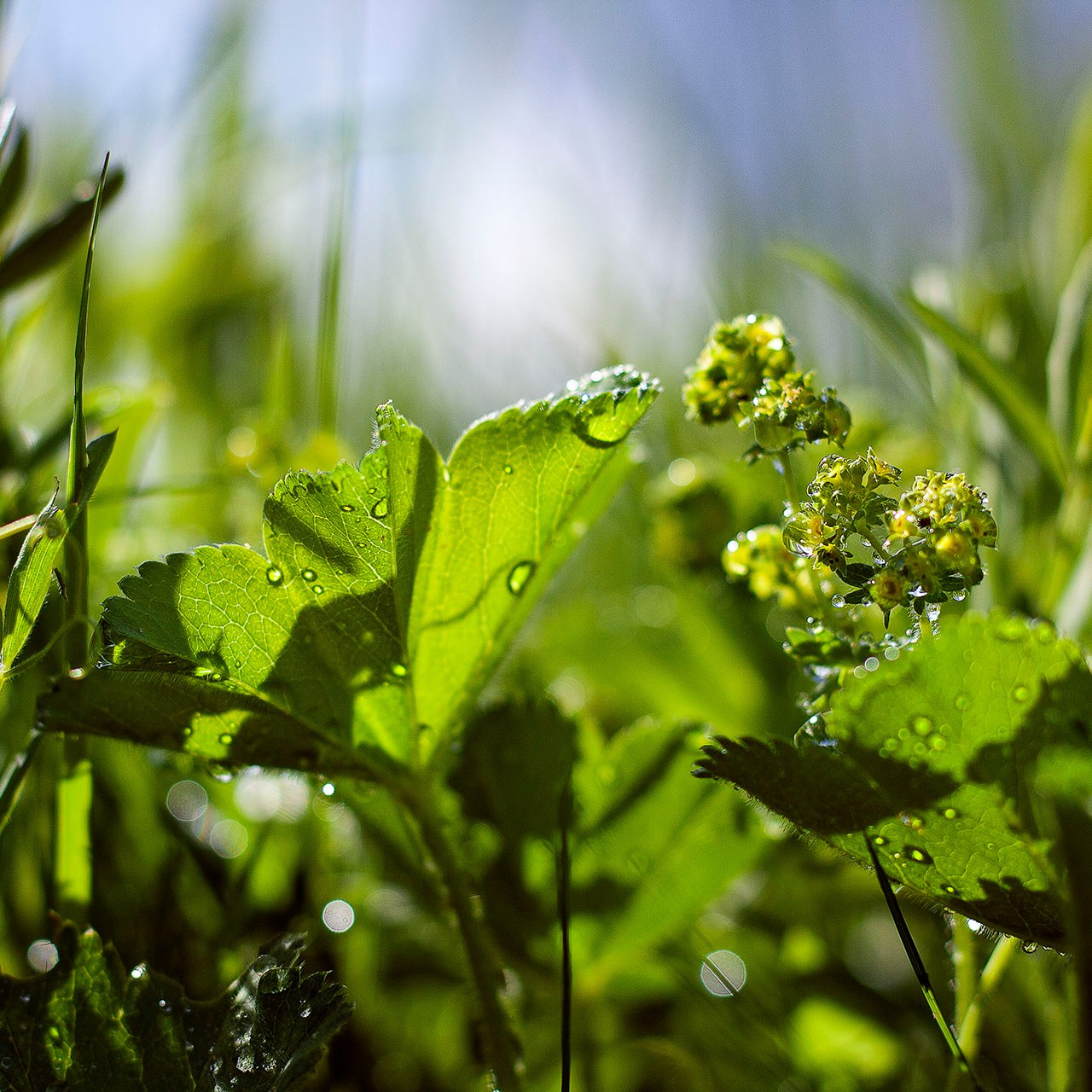 Травы. Природа севера