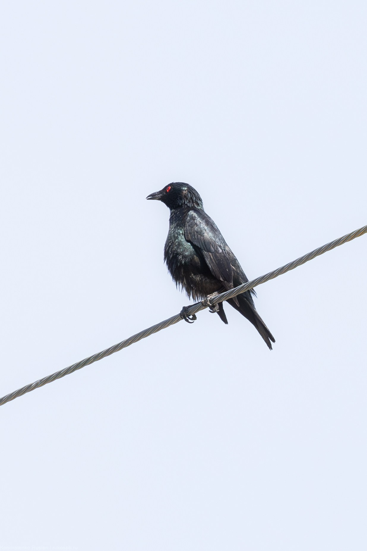 Азиатский блестящий скворец. Архитектурный и пейзажный фотограф Кондратенко Руслан, Санкт-Петербург