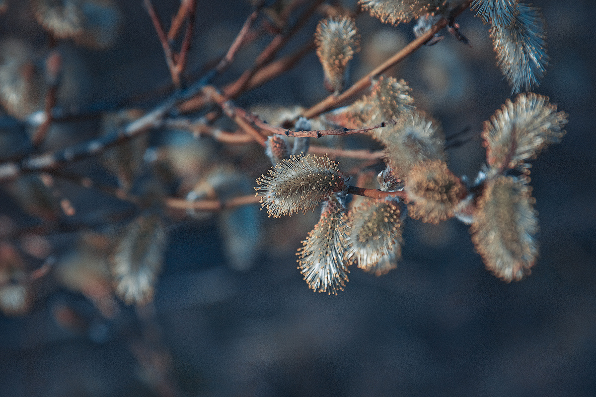 КАТЯ. ПРОГУЛКА. Фотосессии. Свадебная, студия, портрет. Ваш фотограф в Санкт-Петербург