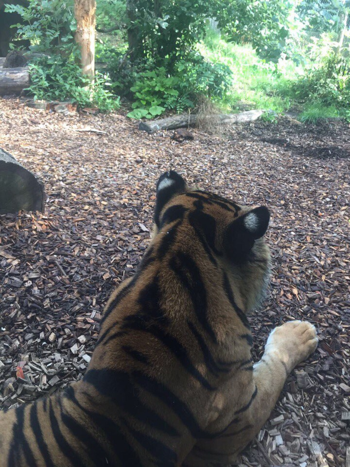 Поездка в Великобританию 2017. LinguaCentrePro