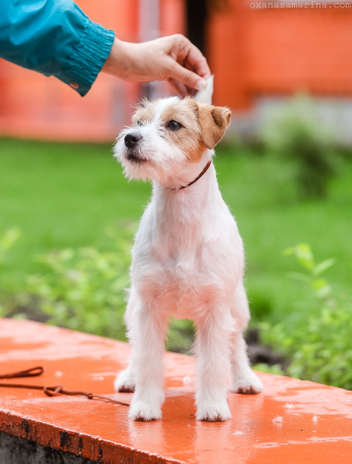 Port Fortis Happy Peppy