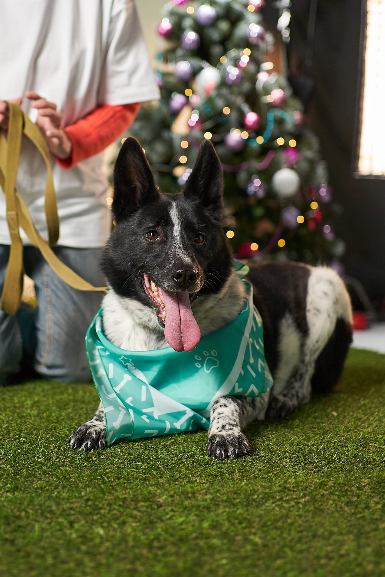 Проект «Андердоги» для коллаборации Фонда «Рэй», Sports.ru, Пари. Фотограф анималист Москва Дарья