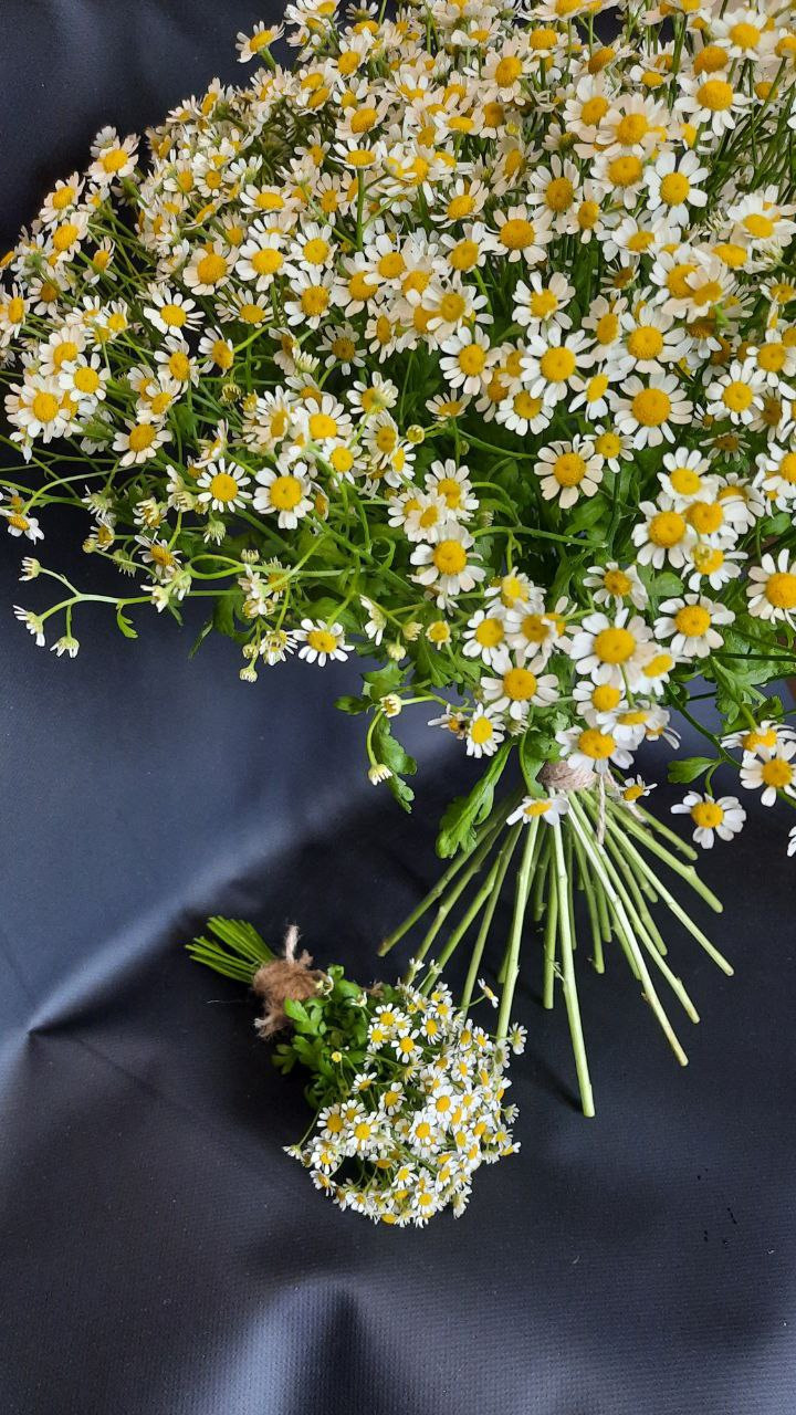 букет ромашек, танацентум, матрикария, мелкая ромашка, маленькая ромашка