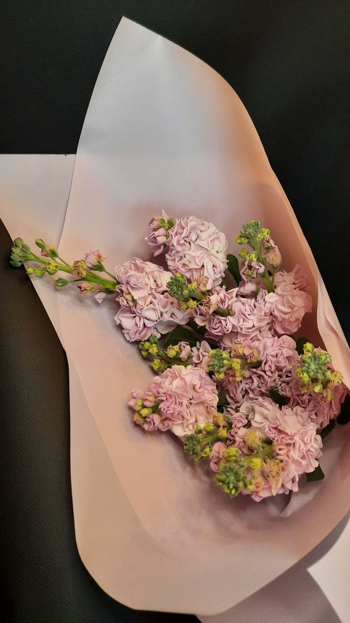 матиолла, ароматный цветок, стойкий цветок, кустовая матиолла, розовая матиолла