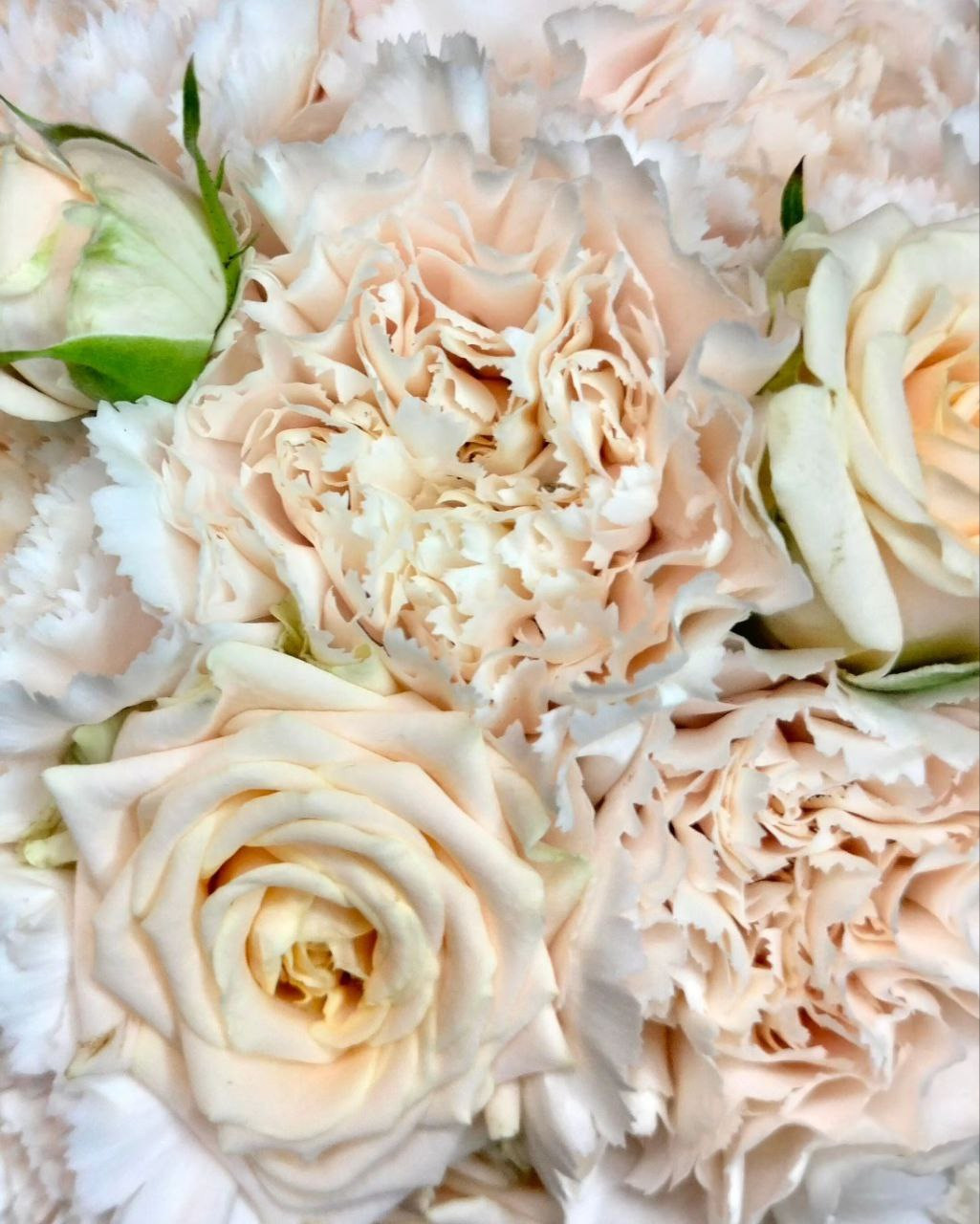 Круглый букет невесты из диантуса цвета брют и кустовой, российской розы Чеховский Сад.Состав цветов определён по согласованию с невестой, исходя из бюджета (цена указана на момент публикации).Форма букета выполнена согласно пожеланиям заказчицы, а размер работы подобран под параметры невесты.К каждому букету, бесплатно, прилагается:- одна бутоньерка.;- одноразовая ёмкость с водой.;- рекомендации по уходу за цветами.;- транспортировочная коробка для букета и бутоньерки.;- обработка соцветий финиш татчем.