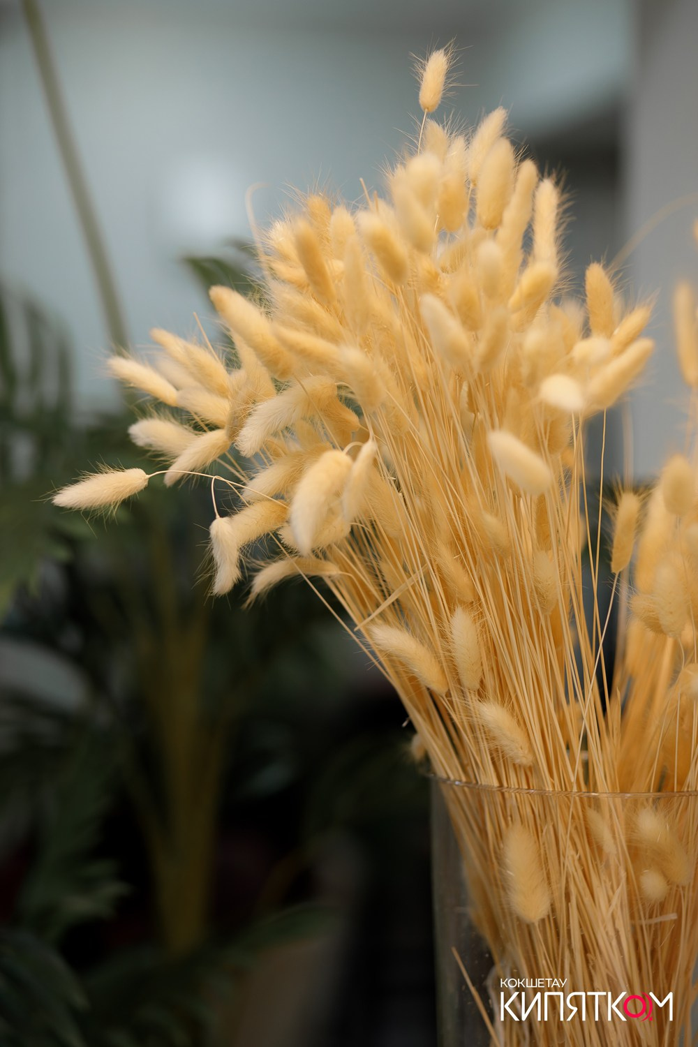 DOLCE CASA. КИПЯТКОМ КОКШЕТАУ