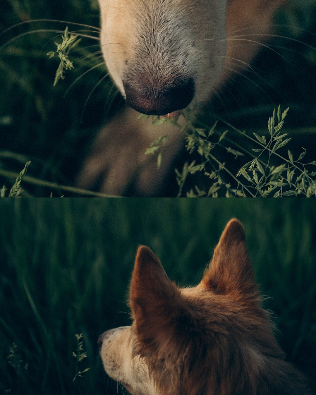 Соня и Кора. Фотограф анималист в Москве и Санкт-Петербурге Свиридова Анна