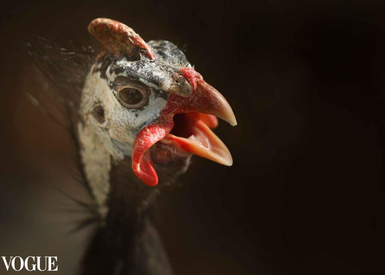 VOGUE. Репортажный, архитектурный, театральный и файн-арт фотограф Лена Мельникова в Москве