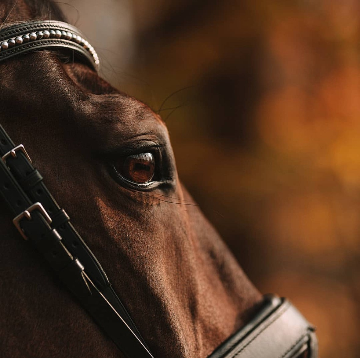 Фотосессии с лошадьми. Фотосессии с лошадьми в Москве от Конный фотографа Кутейниковой Светланы