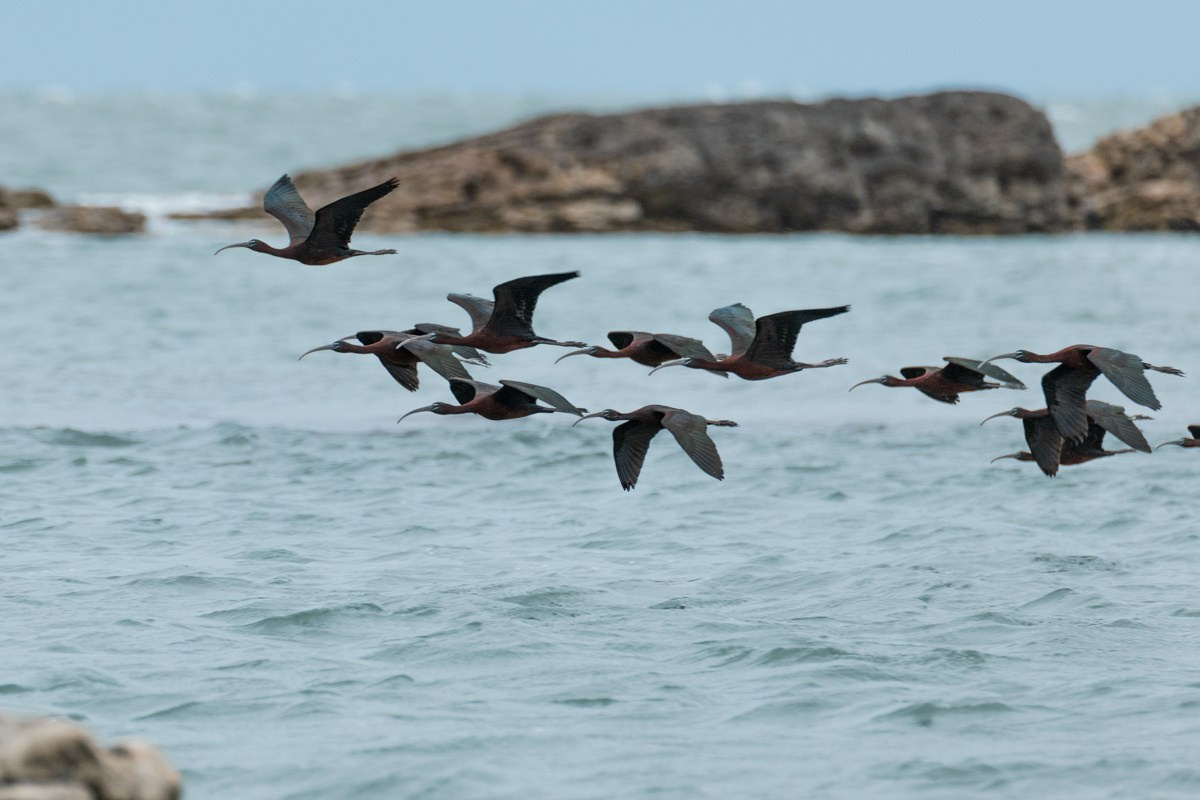 Птицы. Photomantis