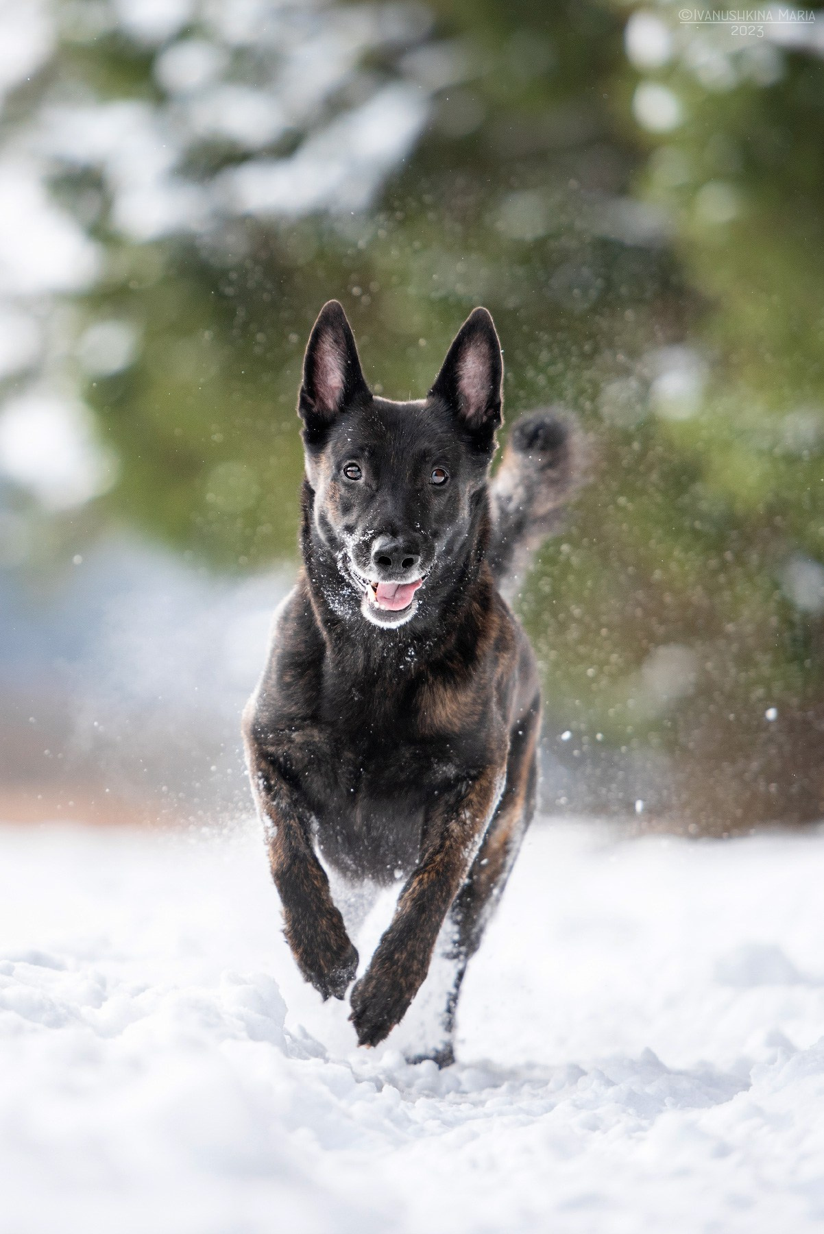 голландская овчарка