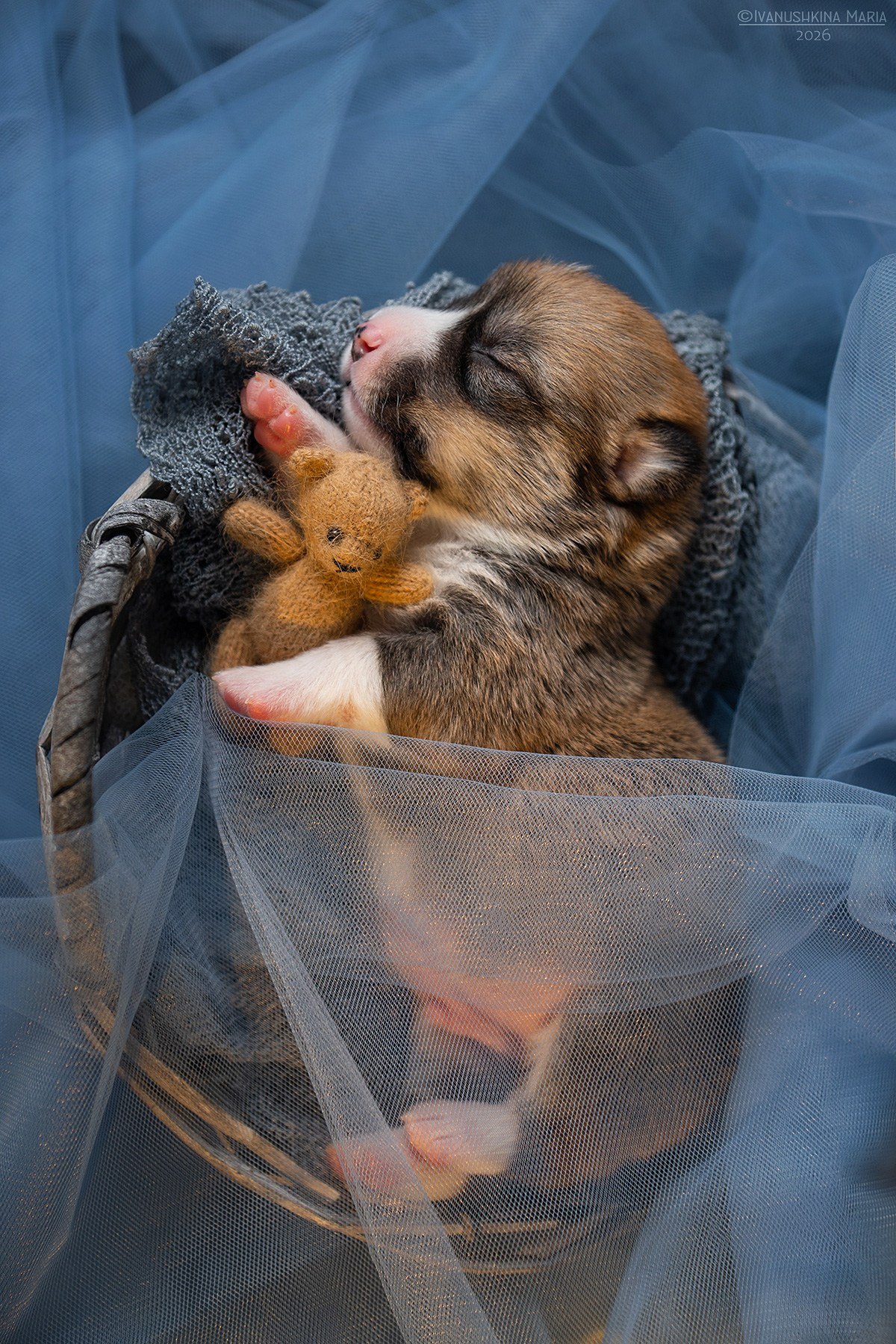 Ньюборн фотосессия щенков. Фотограф собак в Москве и Московской области Иванушкина Мария