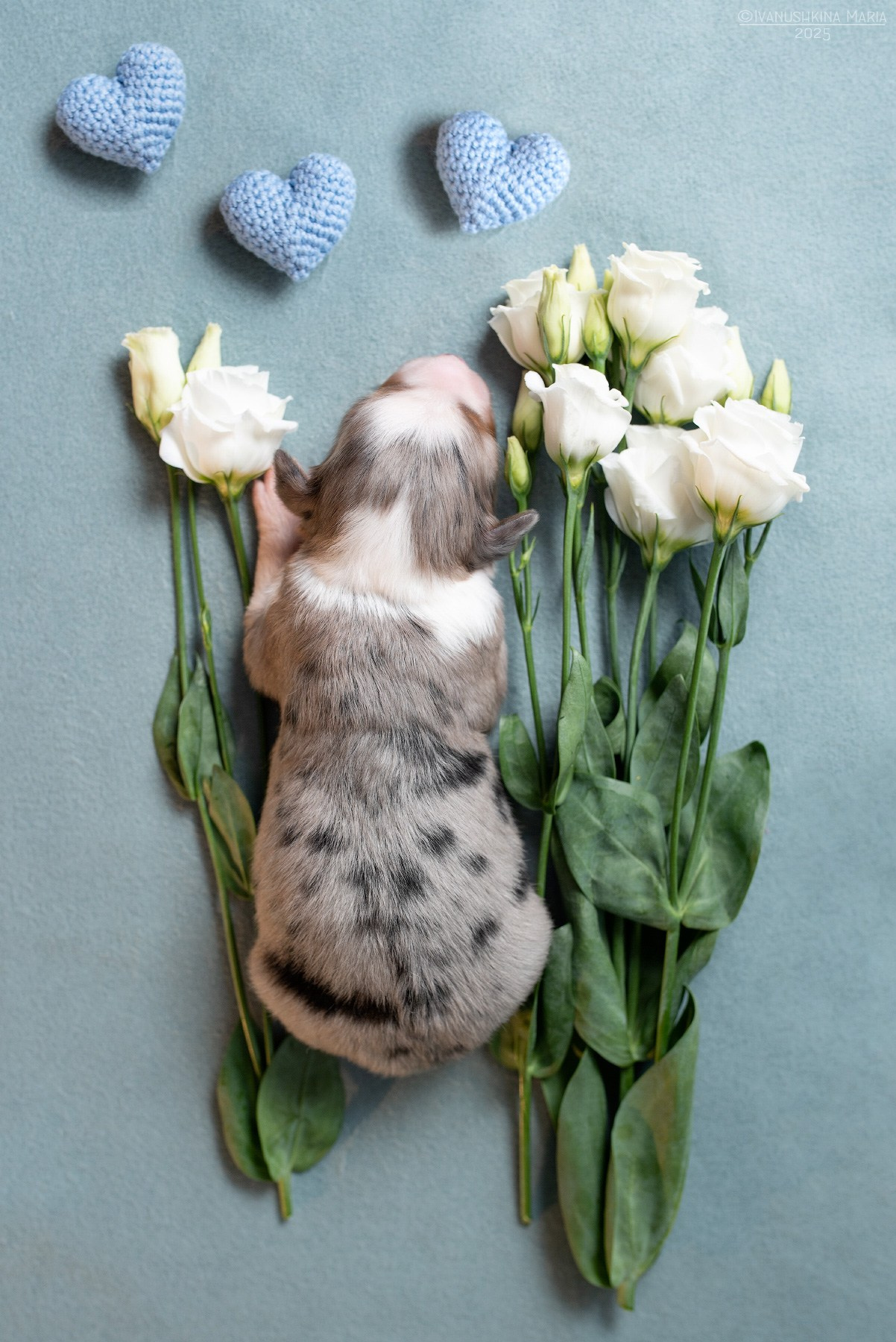 Ньюборн фотосессия щенков. Фотограф собак в Москве и Московской области Иванушкина Мария