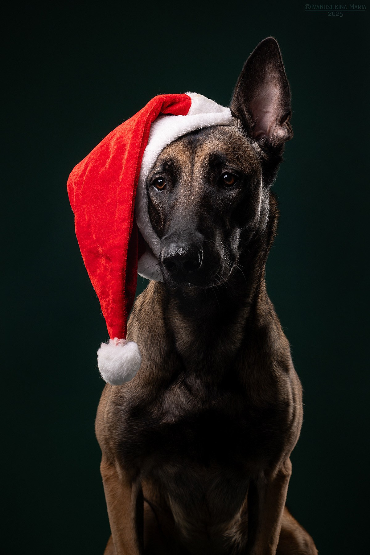 Фотосессия собаки в студии. Фотограф собак в Москве и Московской области Иванушкина Мария