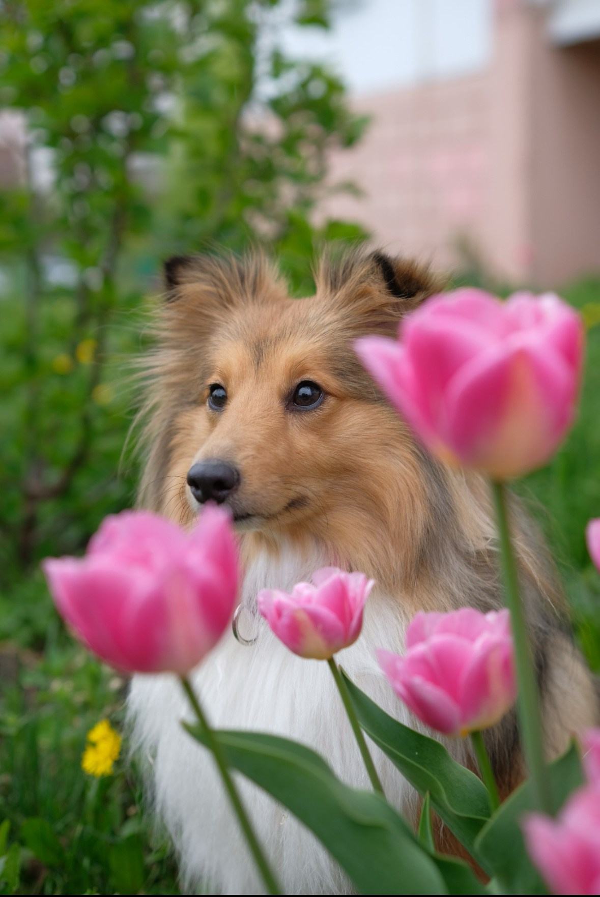Ваши фотографии. Фотограф анималист Осипчикова Мария