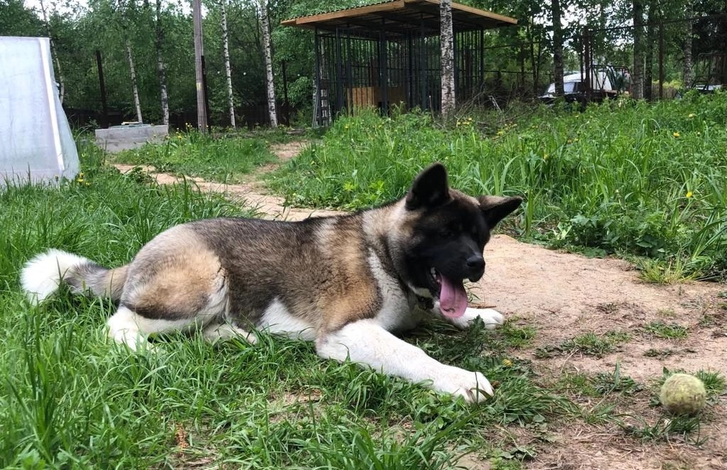 Американская акита Rubylight Sweet dream (RUBYLIGHT BIYA & Dilinze's Hause Orion)