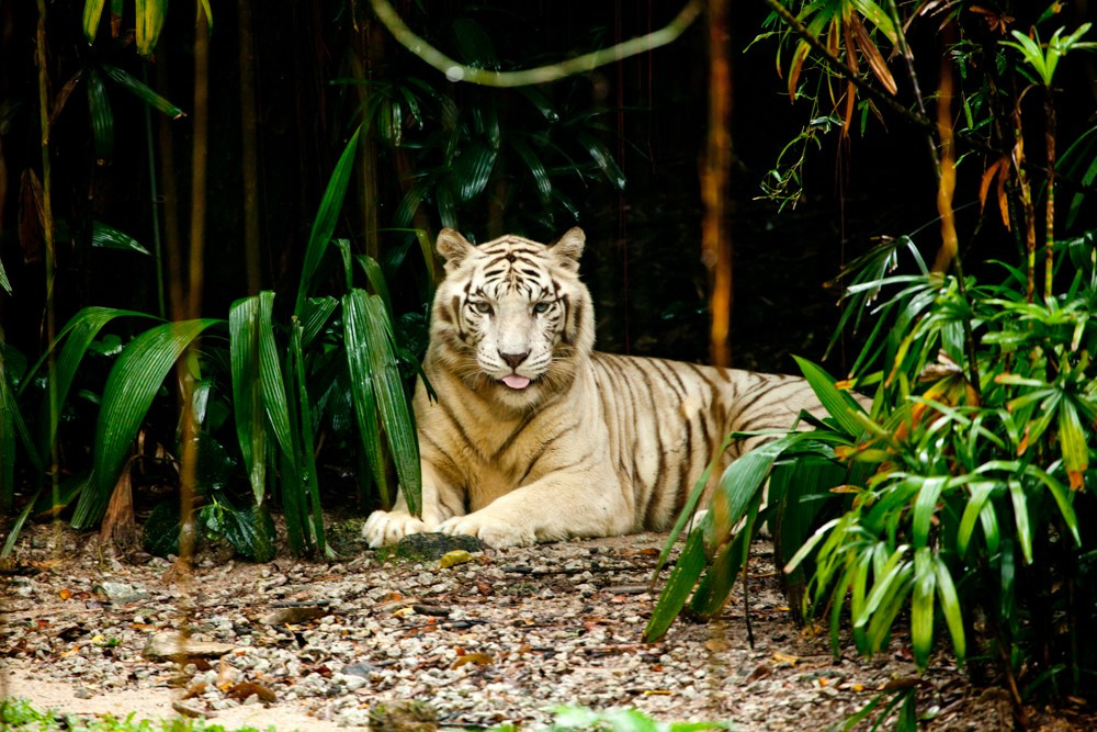 Wildlife photography. Photographer Kirill Sergeev | Moscow