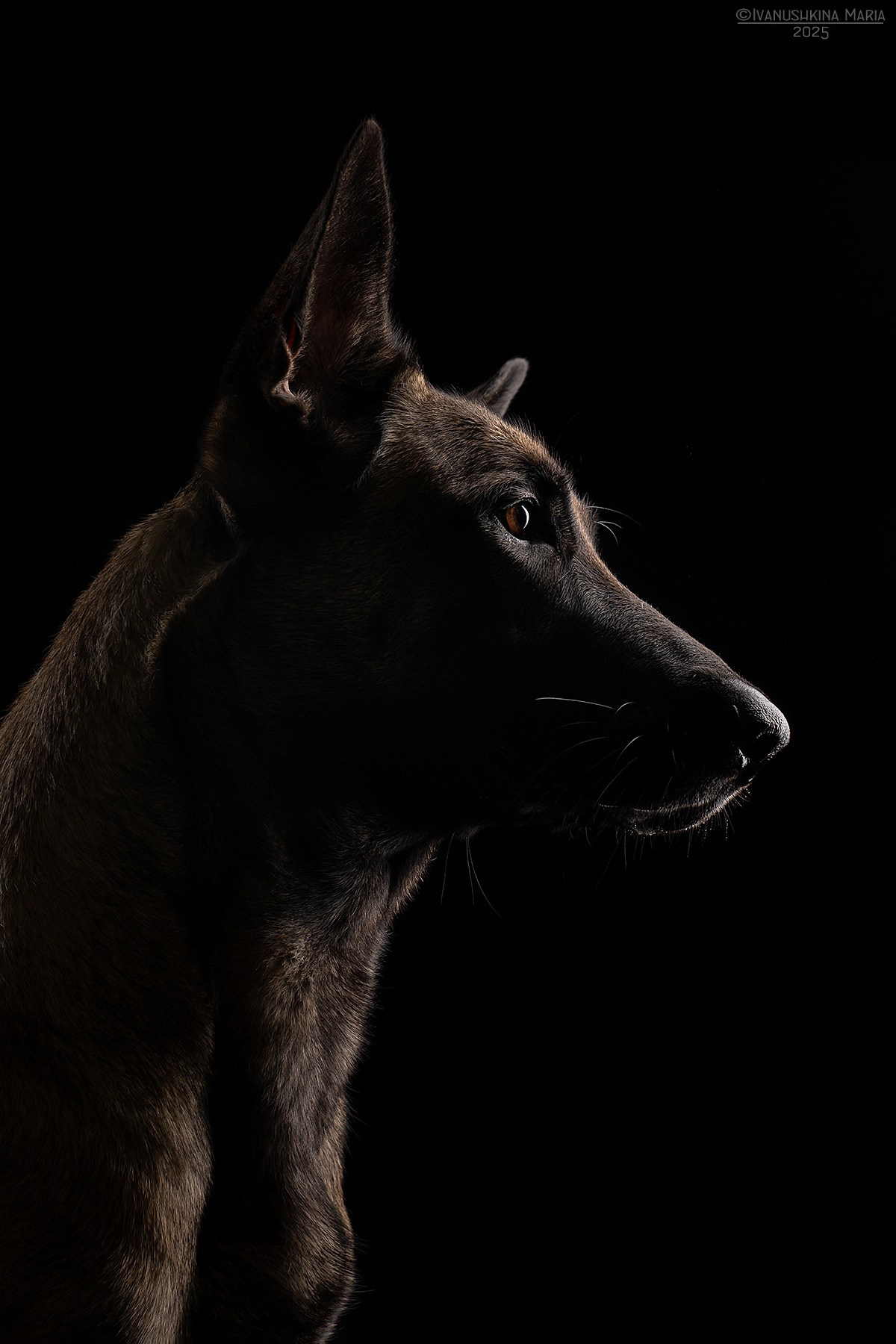 Фотосессия собаки в студии. Фотограф собак в Москве и Московской области Иванушкина Мария