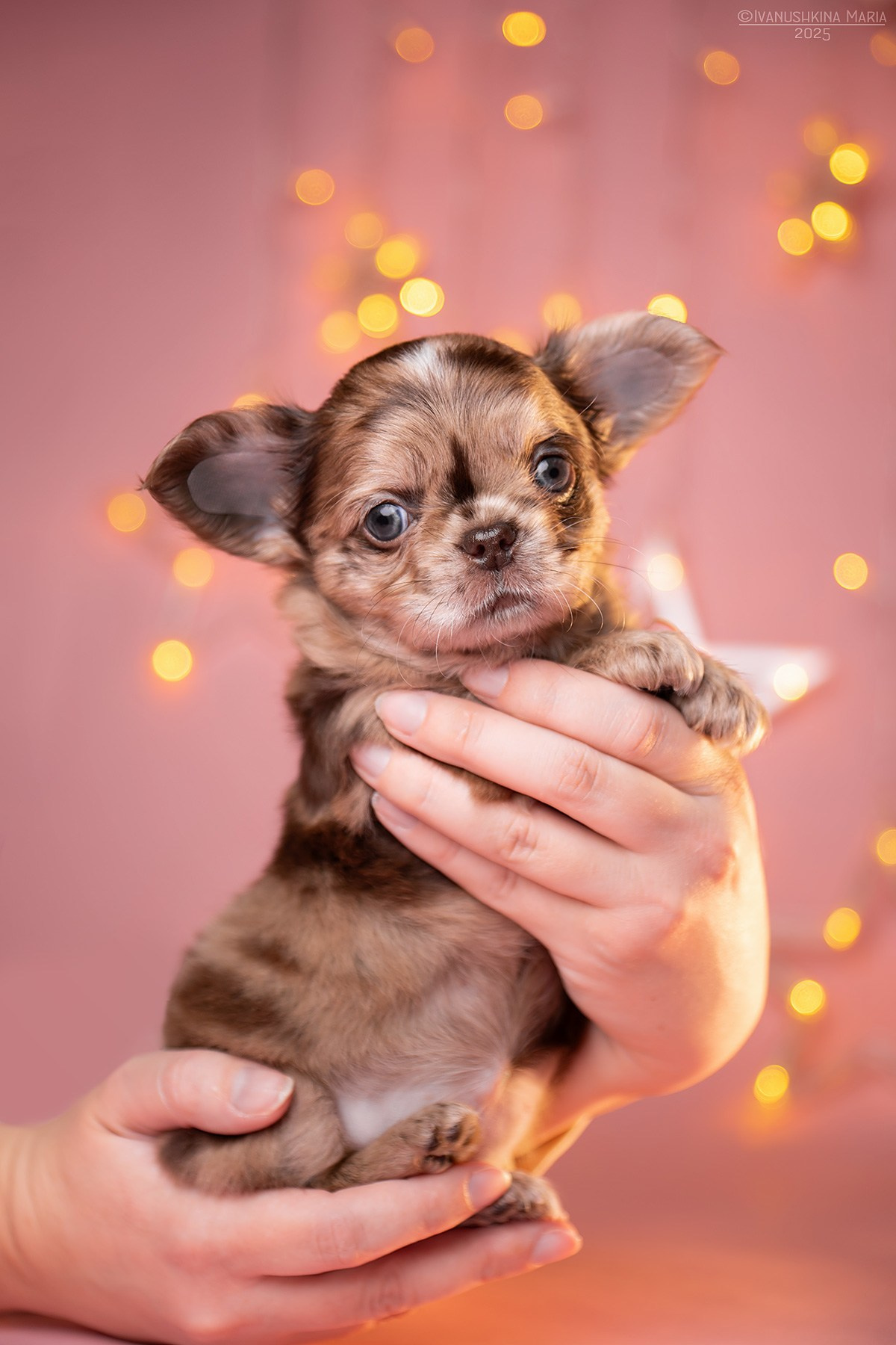 Фотосессия щенков на фонах. Фотограф собак в Москве и Московской области Иванушкина Мария