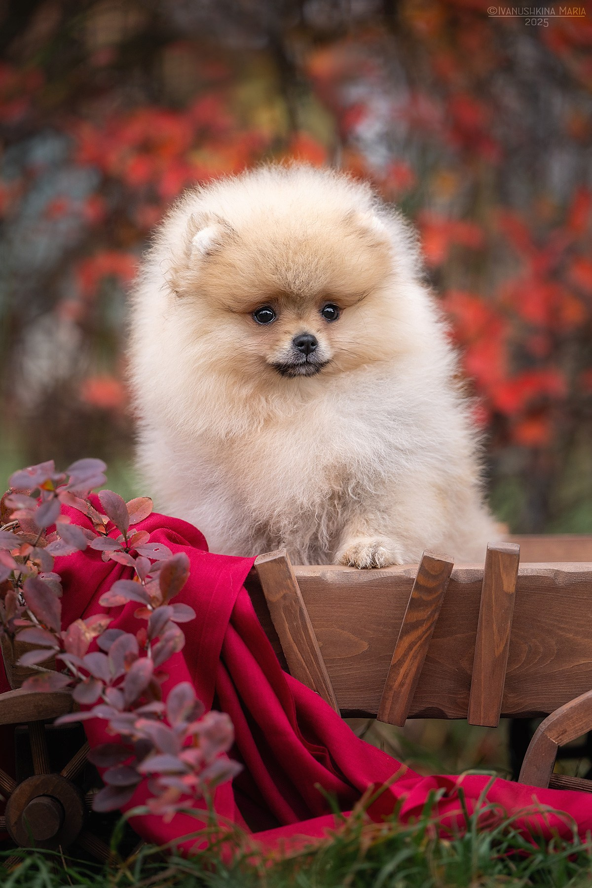 Фотосессия щенков на продажу. Фотограф собак в Москве и Московской области Иванушкина Мария