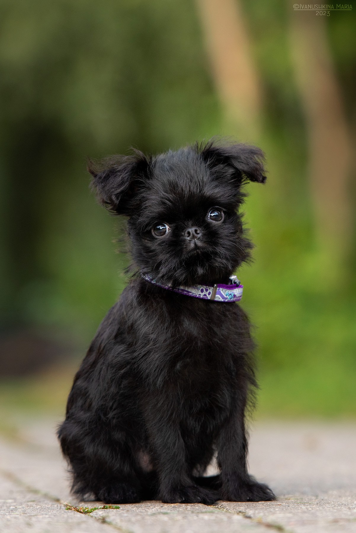 Фотосессия щенков на продажу. Фотограф собак в Москве и Московской области Иванушкина Мария