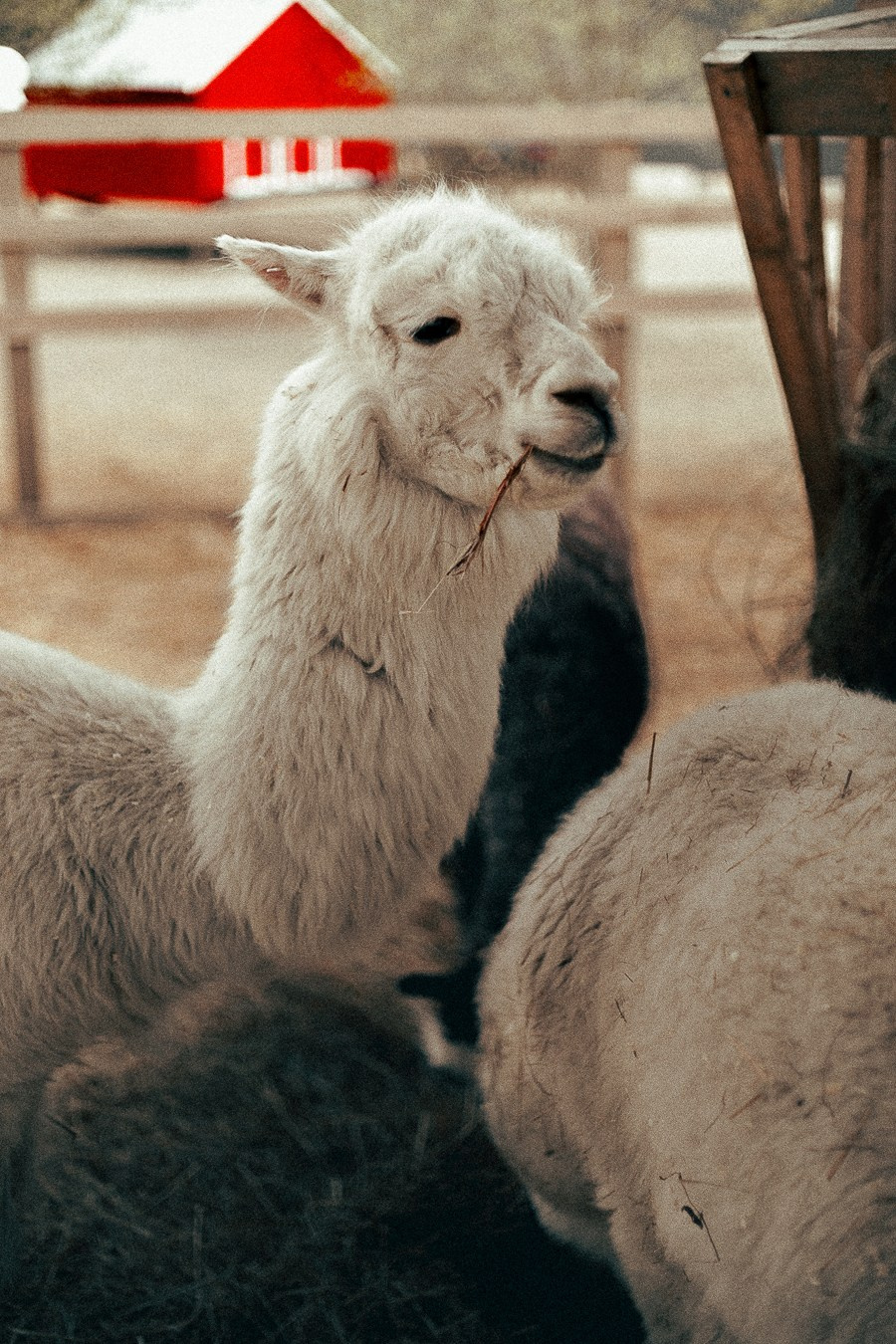 Ферма Альпак Владивосток. Oskar Dallas — professional photographer in Moscow