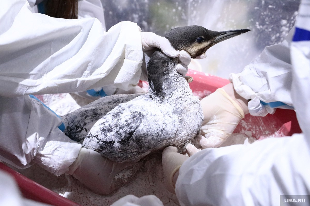 Разлив нефти в Чёрном море — 2025. Роман Наумов профессиональный фотограф