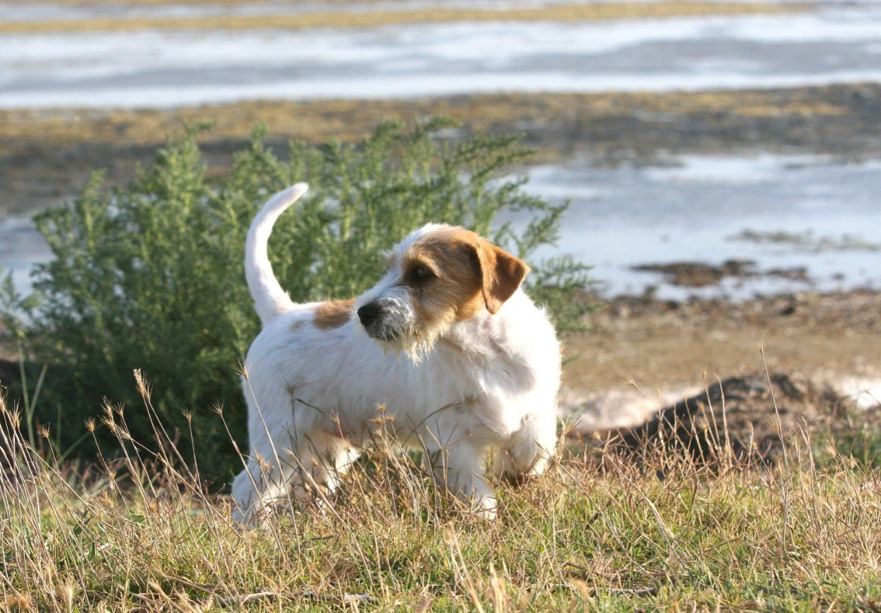 Жизнь питомника. Lovely-Orange питомник джек рассел терьеров