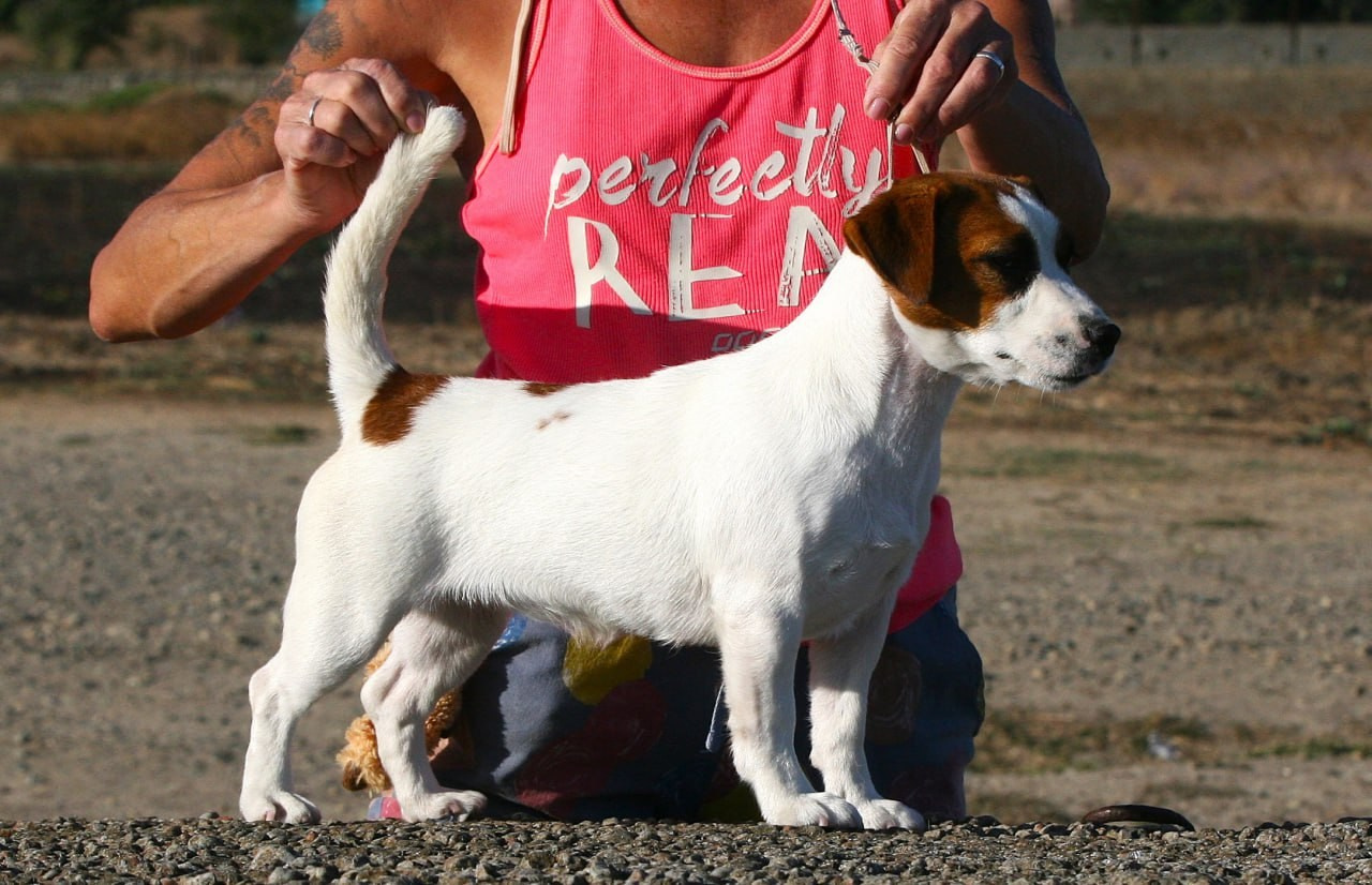 Lovely-Orange Avrora. Lovely-Orange питомник джек рассел терьеров