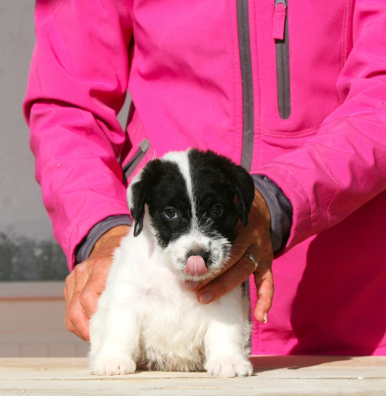 Кобель. Lovely-Orange питомник джек рассел терьеров