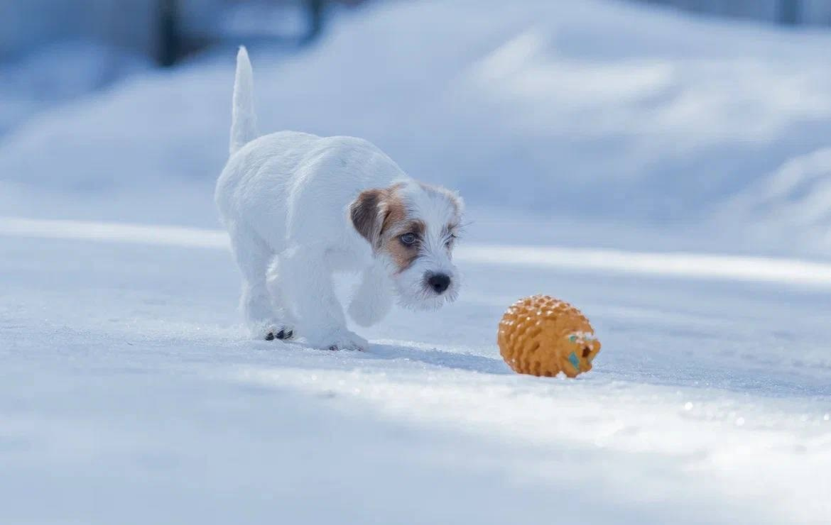 Сука 2. Lovely-Orange питомник джек рассел терьеров