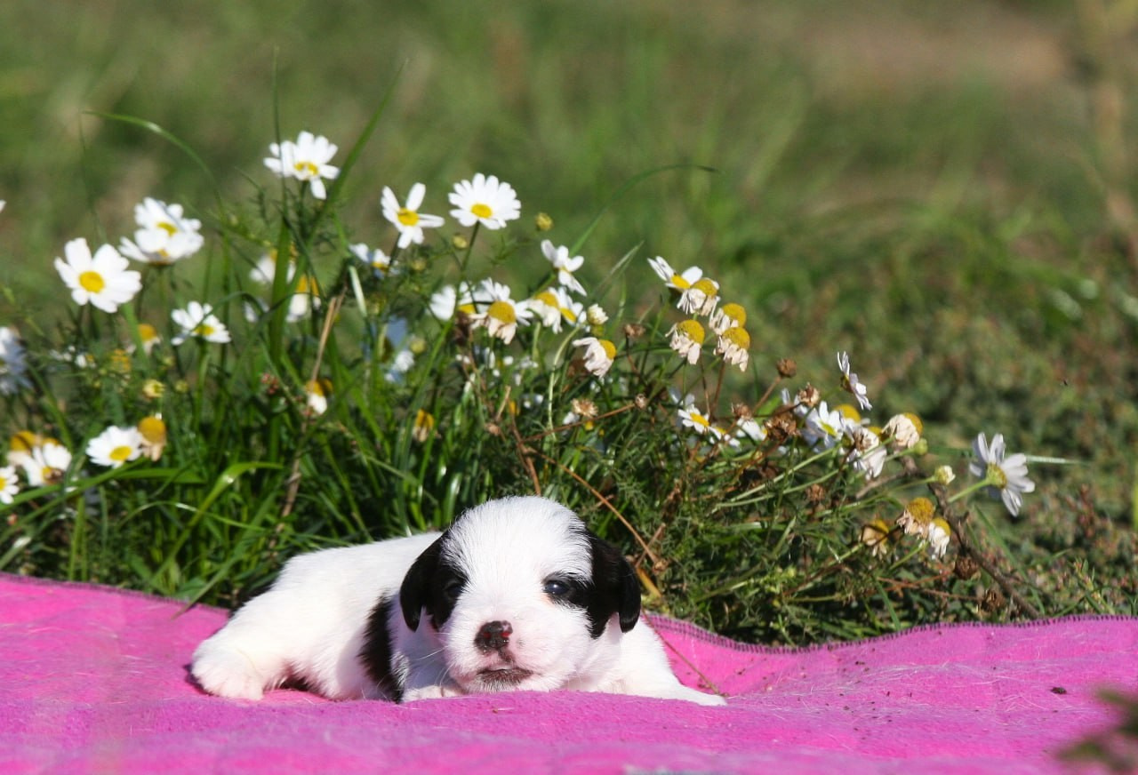 Сука 1. Lovely-Orange питомник джек рассел терьеров