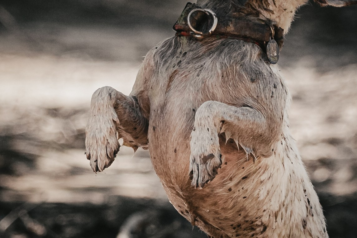 Кондуки. Фотограф-анималист Татьяна Степанова