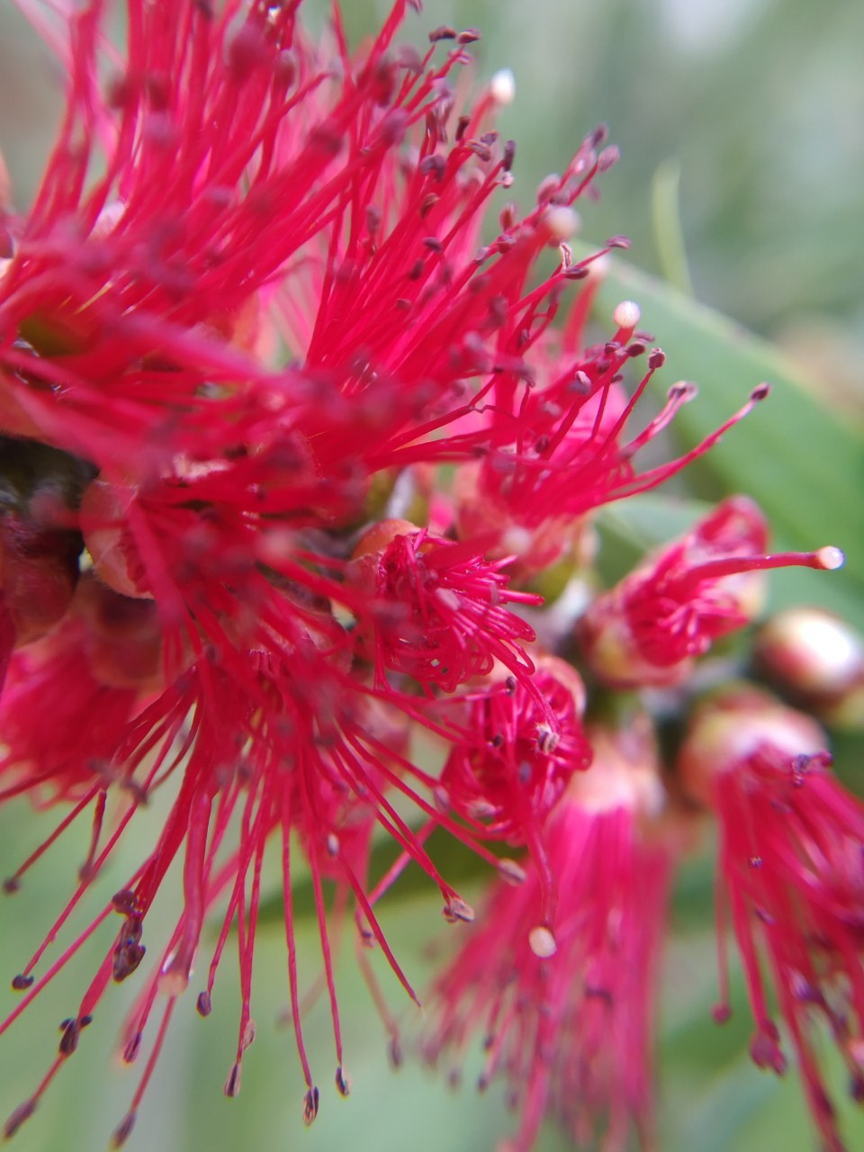 макросъемка цветов