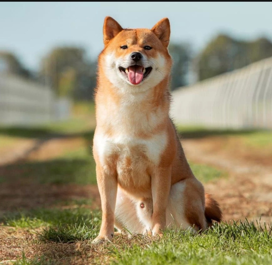 Аки * Akaray Vadzin. Американская акита I Сиба ину I Питомник RUBYLIGHT