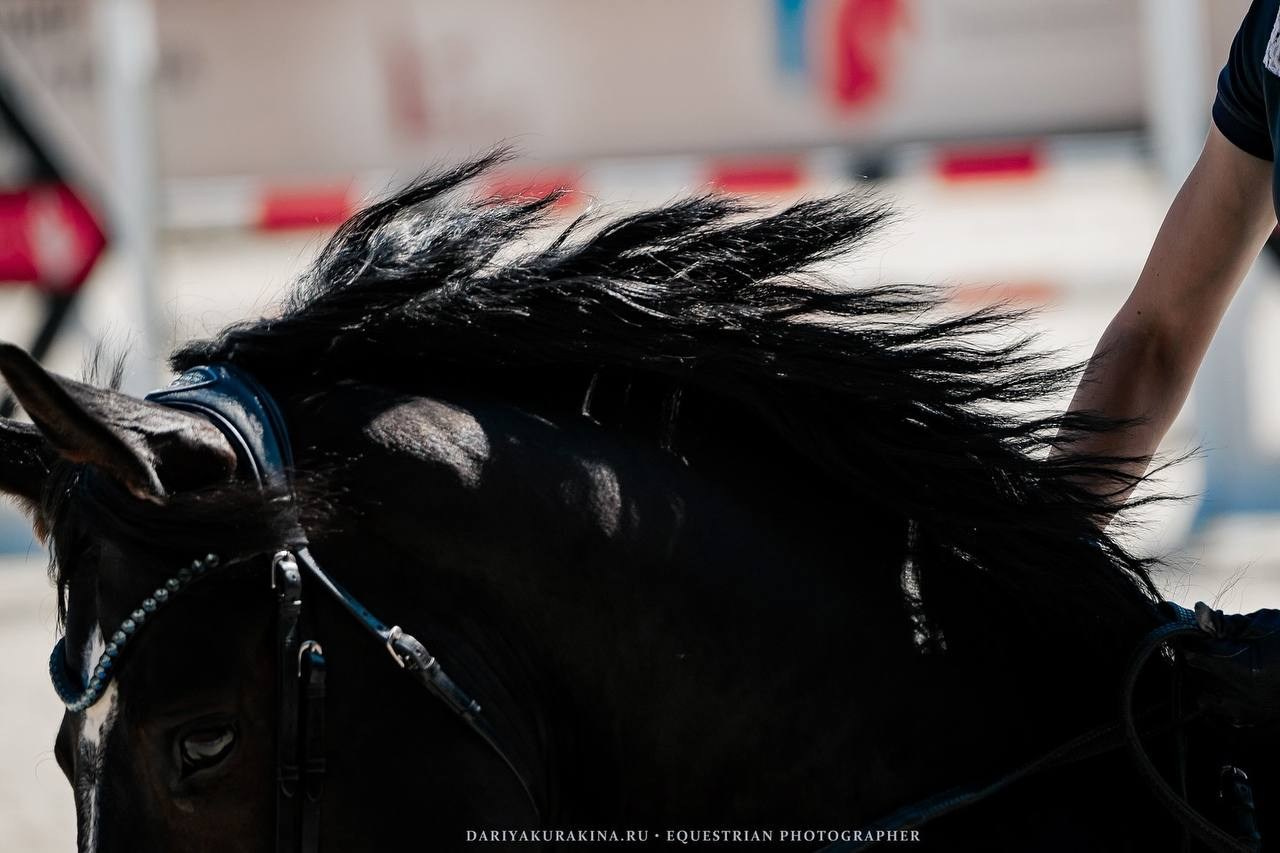 «КОМАНДНЫЙ ДРАЙВ», 2 этап — КСК «ВИВАТ, РОССИЯ!». Куракина Дарья • Конный фотограф