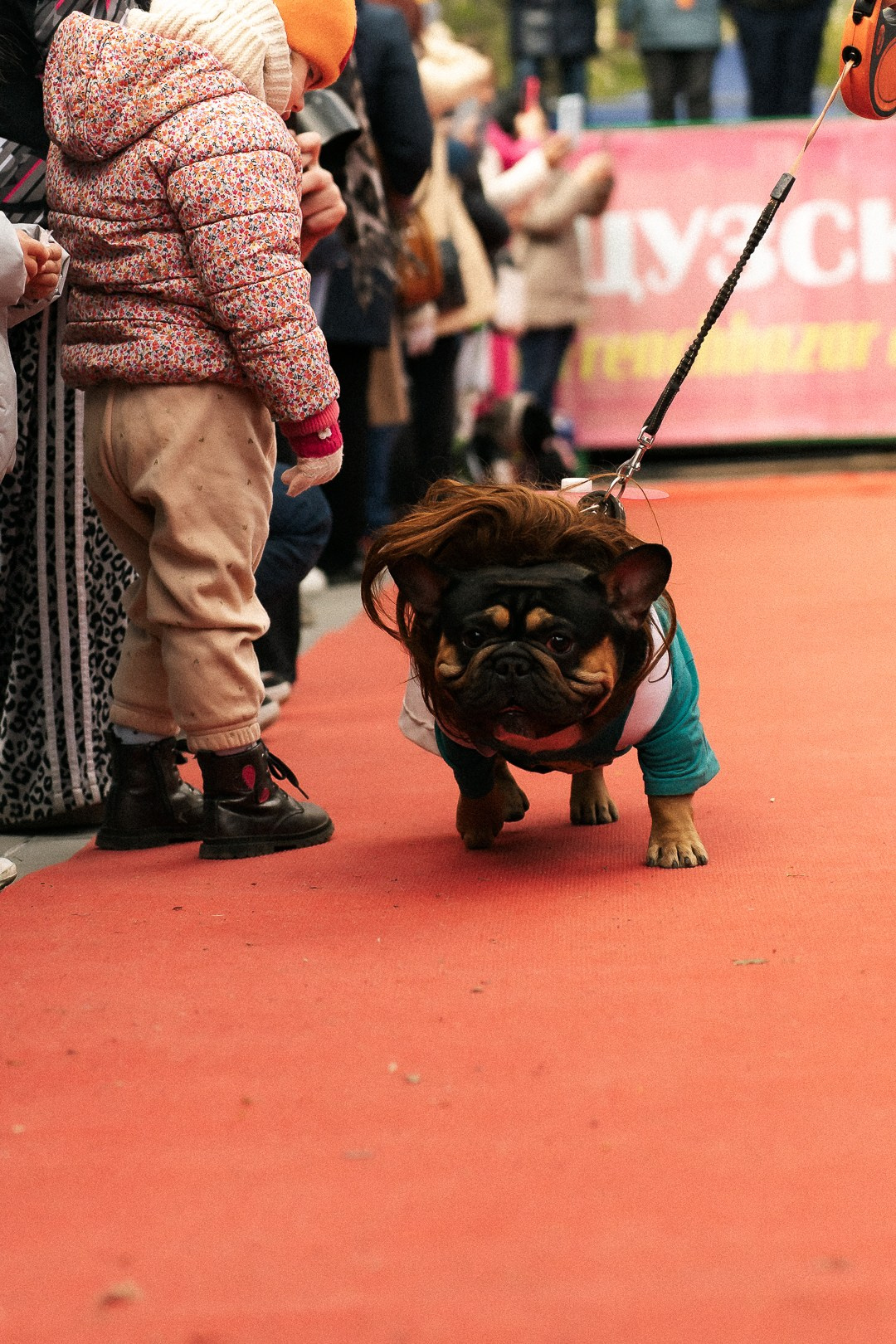 Парад Бульдогов. Axenov_eugene