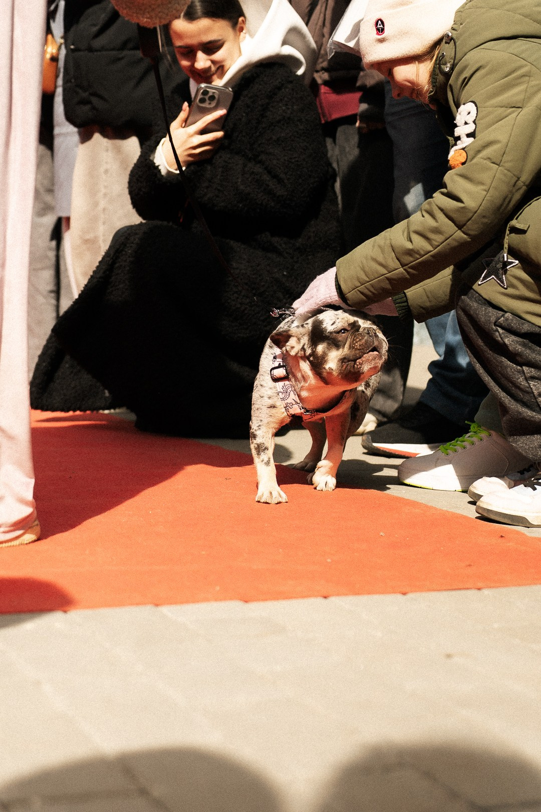 Парад Бульдогов. Axenov_eugene