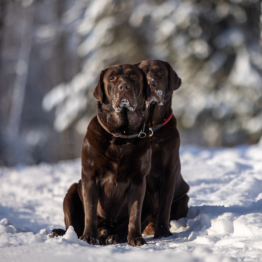 Съёмки собак на природе. Фотограф-анималист Natalia Deingel | Фотосъемка собак в Москве