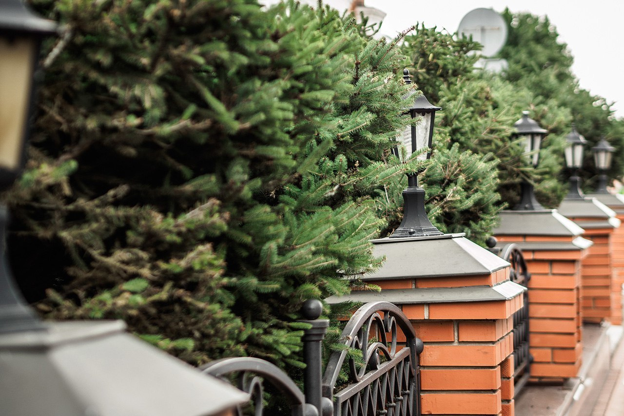 Юля и Коля. Свадебный фотограф во Владимире - Мария Широкорядова