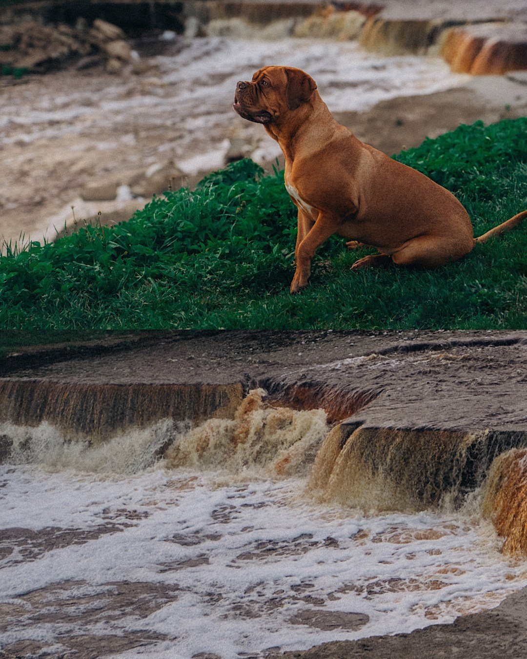 Оксана, Иван и Мандаринка. Фотограф анималист в Москве и Санкт-Петербурге Свиридова Анна