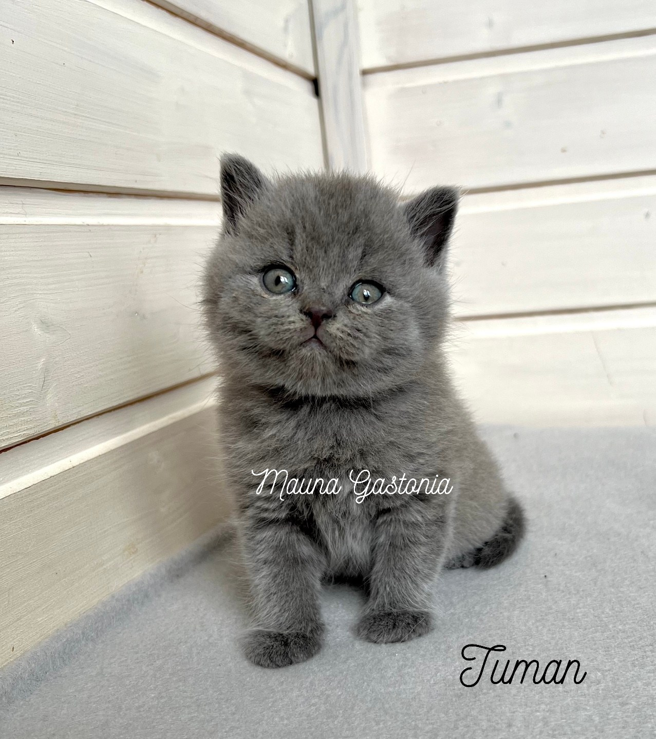 Tuman. Mauna Gastonia