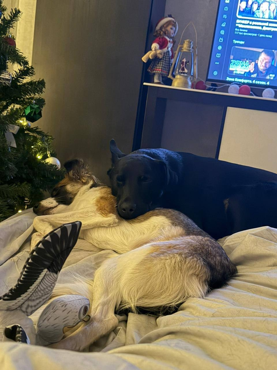 Уже дома. Забери домой друга