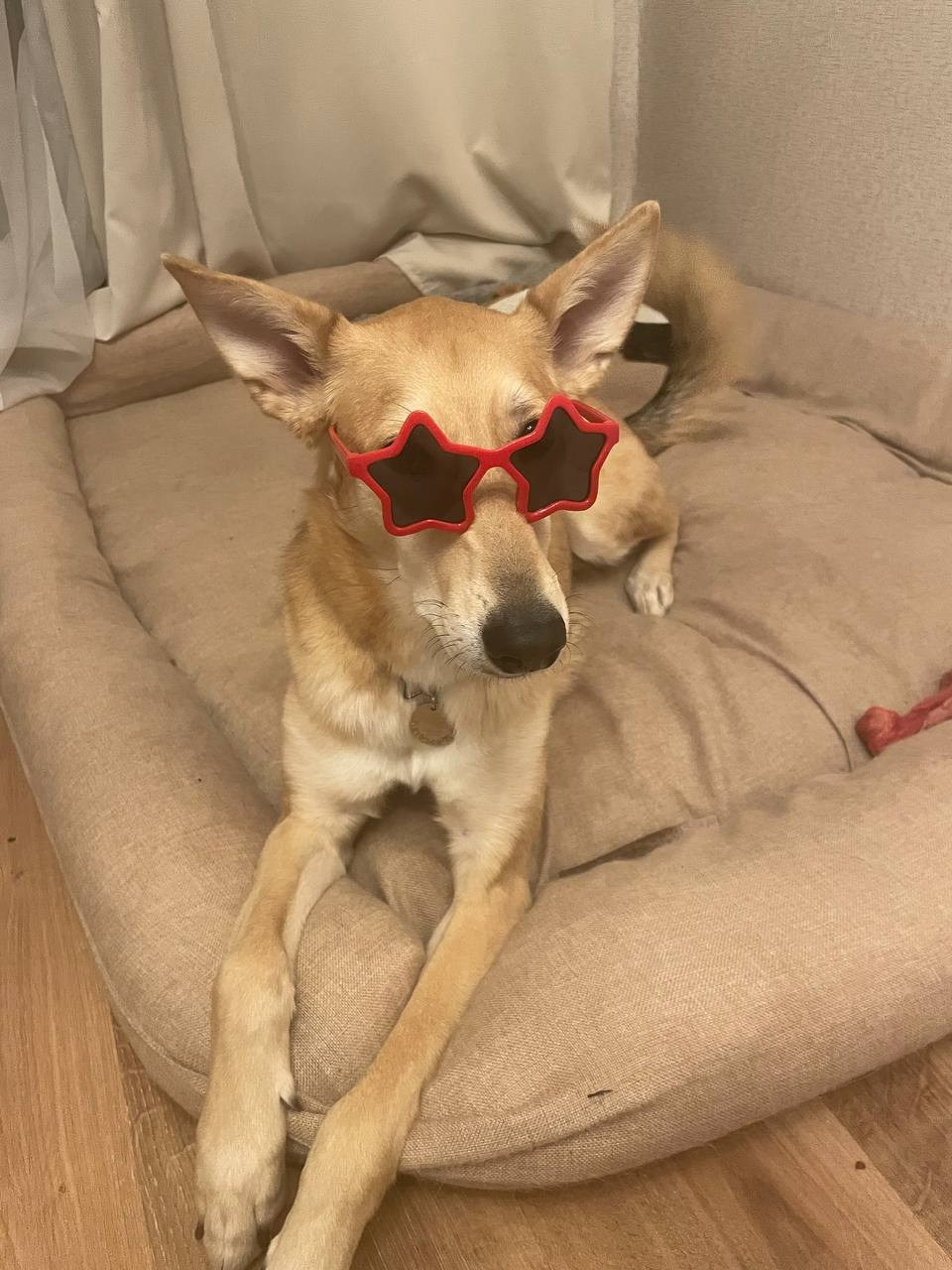 Уже дома. Забери домой друга