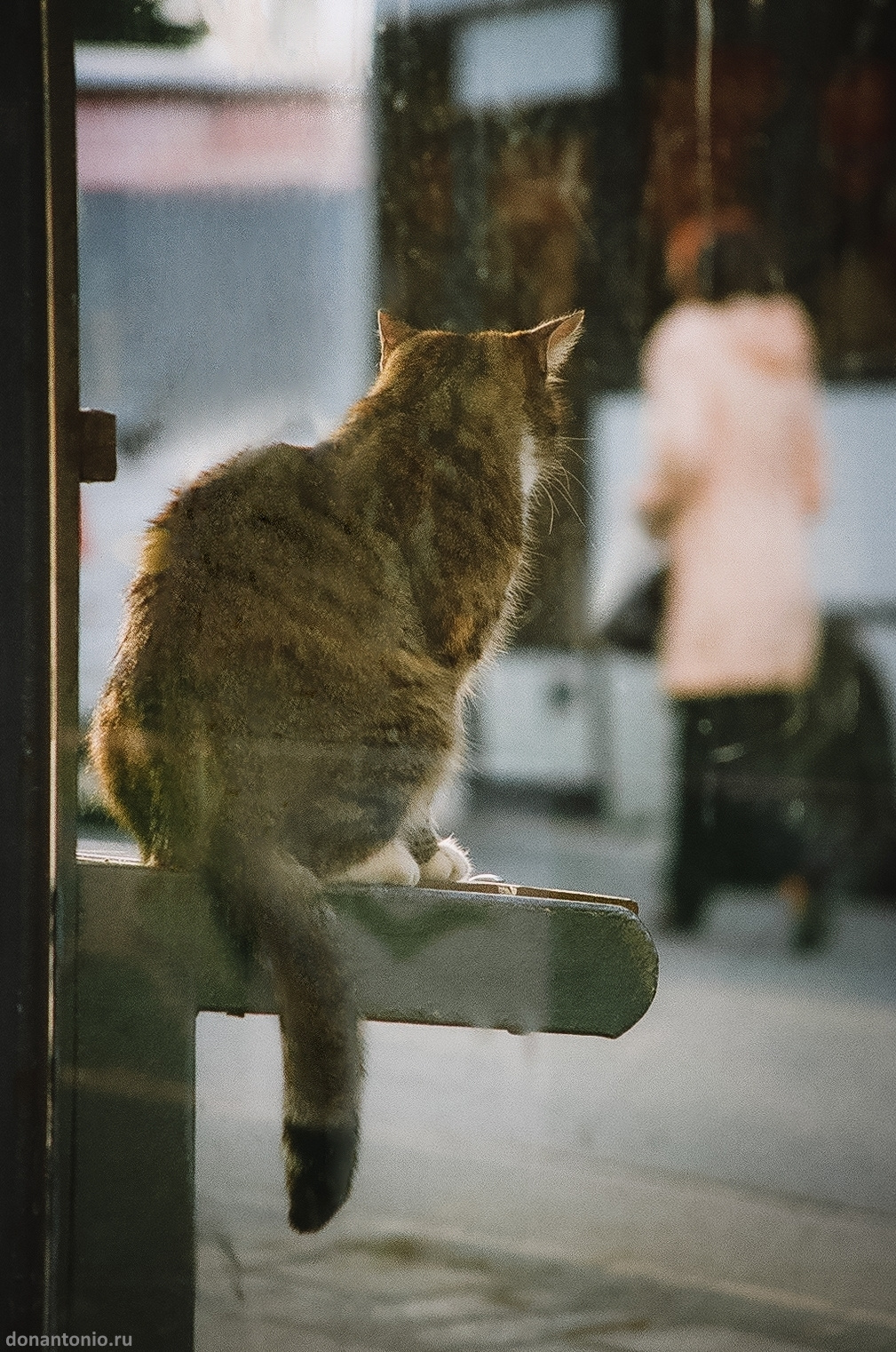 Портреты с Доном